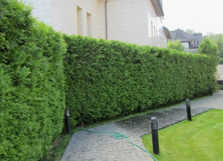 Туи для живой изгороди: преимущества и правила посадки